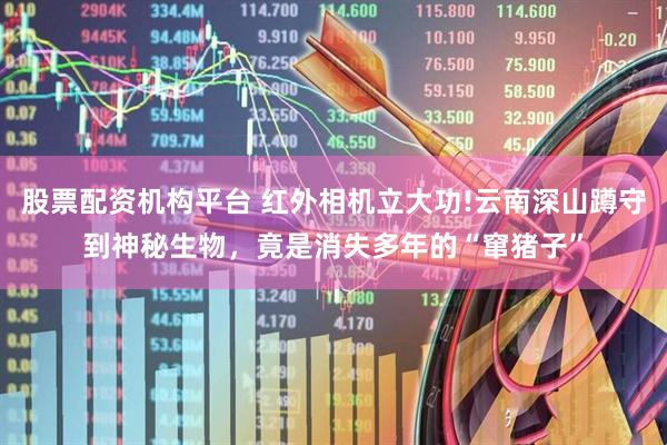 股票配资机构平台 红外相机立大功!云南深山蹲守到神秘生物，竟是消失多年的“窜猪子”
